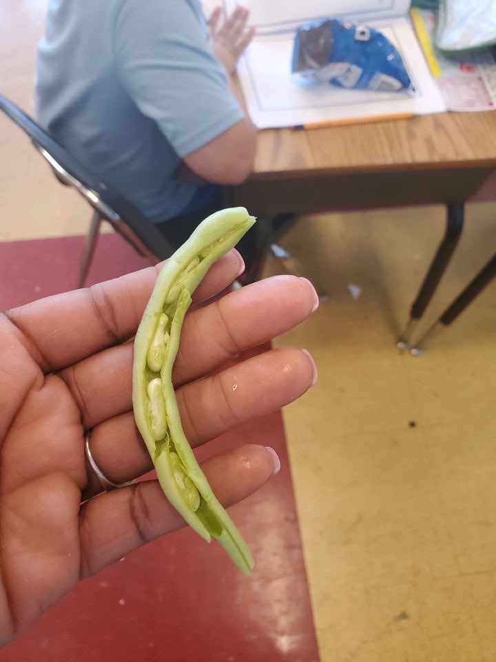 GrahamwoodEL's tweet photo. Our rising 2nd graders are learning about the process of seed to plant in STREAM. We love that students were able to visit our garden and see it for themselves! #handsonlearning #weareGrahamwood  #SummerLearningAcademy2022 @SCSSuptRay @pete_johnson3 @LoveServeTeach @SCSK12Unified https://t.co/HrA4ArzvHw