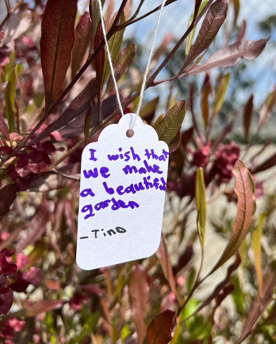 GroundEducation's tweet photo. What hopes & dreams would you add to Kettering’s tree of wishes?🌳✨
#summer #longbeach #groundeducation #inthegarden #gardeneducation #nature #garden #schoolgarden #organicgarden #outdoorclassroom #outdoors #plants #gardenlesson #think #explore #connect #elementary https://t.co/Vc3djsmcky