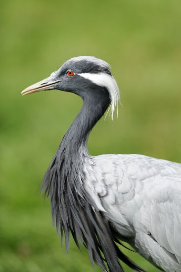 purelypoultry's tweet photo. Did you know? Marie Antoinette coined the name Demoiselle Crane. When the birds were first brought into France, she felt they looked like 'damsels' or 'pretty maidens' because of their delicate elegance.
Learn more on our website:  https://t.co/sPNFnl3h9f... 
#purelypoulty https://t.co/vYWDDXgHwE
