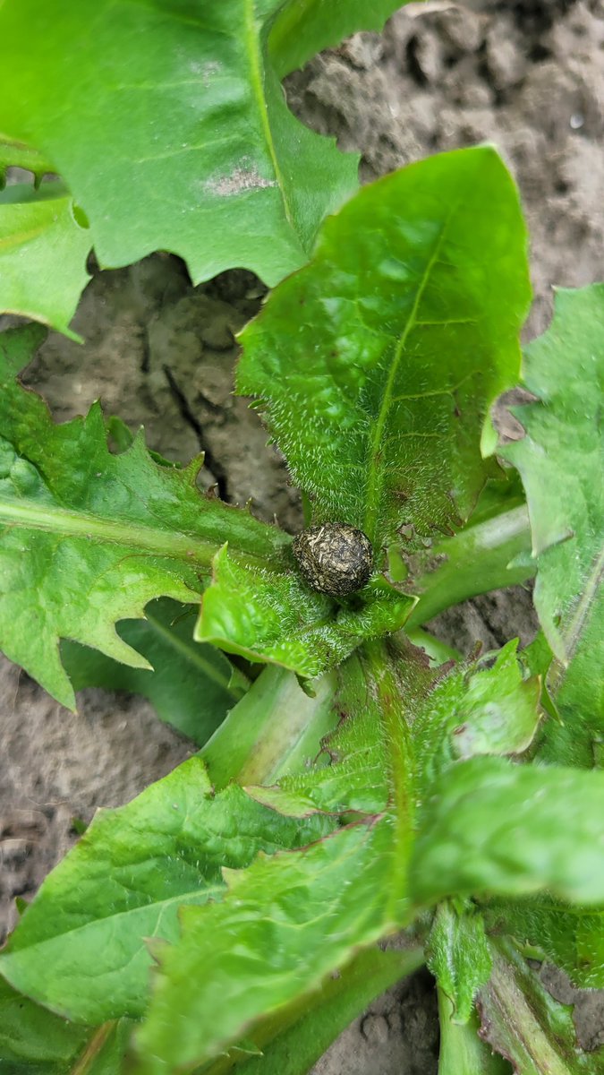 MvAndel's tweet photo. #precisiebemesting in de #witlof vandaag waargenomen tijdens het #wieden. 

Is dit dan wat @TjeerdD66 bedoeld met #natuurinclusief #kringlooplandbouw?

En gaat ie dan de hazen betalen voor een #verdienmodel voor de boer?

Met dit ambtenaren apparaat en deze politici je weet nooit https://t.co/FeqDmnrCaU