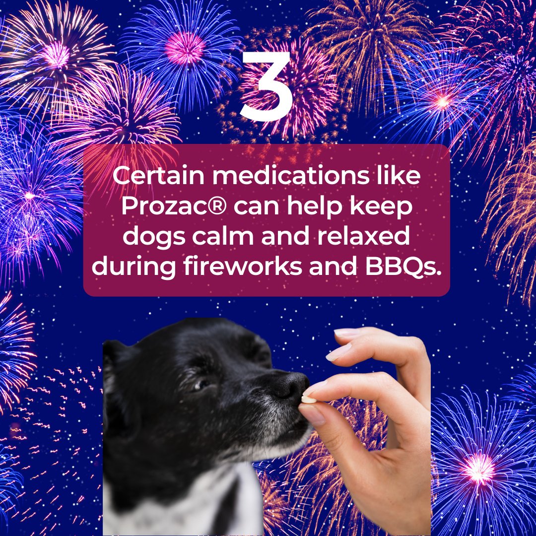 The 4th of July is a holiday celebrated nationwide with BBQs, parties, and fireworks. But it's also a time for dogs to escape, be scared and get into things they shouldn't. Scroll through some of our tips and learn more at dogpainrelief.com/4thofJuly! #4thofJuly 🇺🇸
