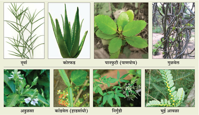 SanatanPrabhat's tweet photo. Plant medicinal herbs which will be useful for protecting life in the coming severe adverse times ! 

#Ayurveda is an Indian science. It is the duty of every patriotic citizen to cultivate #medicinal plants for the preservation of Ayurveda !

Read More :
https://t.co/l9E1EuihBm https://t.co/ntEMcTbUTy