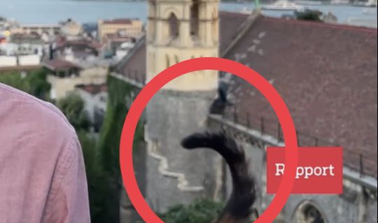 Herravaldet's tweet photo. En trolig katt svassar förbi @svtnyheter utsände @TomasThoren i Istanbul mitt i direktsändning. #svpol https://t.co/KEutlAWCyR