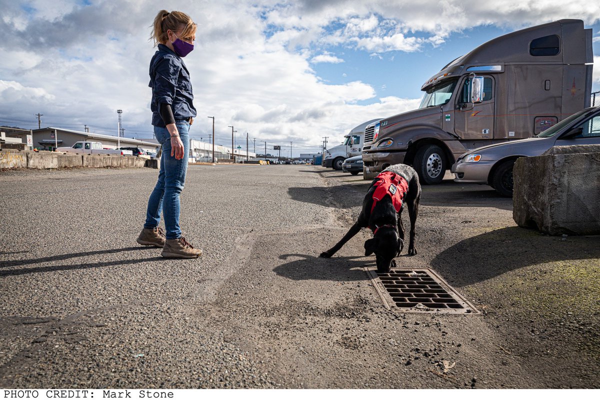 OffLeashShow's tweet photo. Meet detection dog Jasper and his partner Julianne Ubigau. In our first episode, “Smell,” you can hear all about Jasper’s amazing work sniffing out endangered wildlife poop and PCBs — harmful chemicals that were previously thought to be odorless. https://t.co/TMTfbOqOES https://t.co/MjXIm1cX2j
