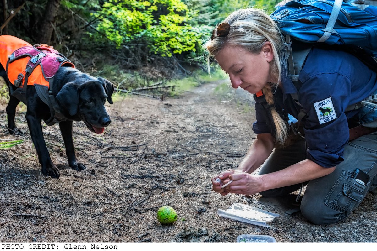 OffLeashShow's tweet photo. Meet detection dog Jasper and his partner Julianne Ubigau. In our first episode, “Smell,” you can hear all about Jasper’s amazing work sniffing out endangered wildlife poop and PCBs — harmful chemicals that were previously thought to be odorless. https://t.co/TMTfbOqOES https://t.co/MjXIm1cX2j