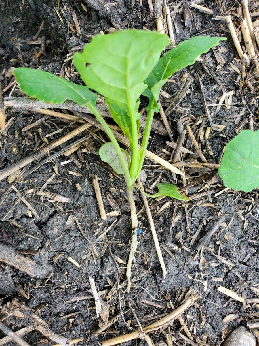 CANTERRADuane's tweet photo. Wish this pic was from late May, but slow start in eastern prairies this year.  Healthy CS3000 TF with #FortenzaAdvanced seed treatment as part of the Pelta package from @syngentacanada https://t.co/dh0oS4Nz2J