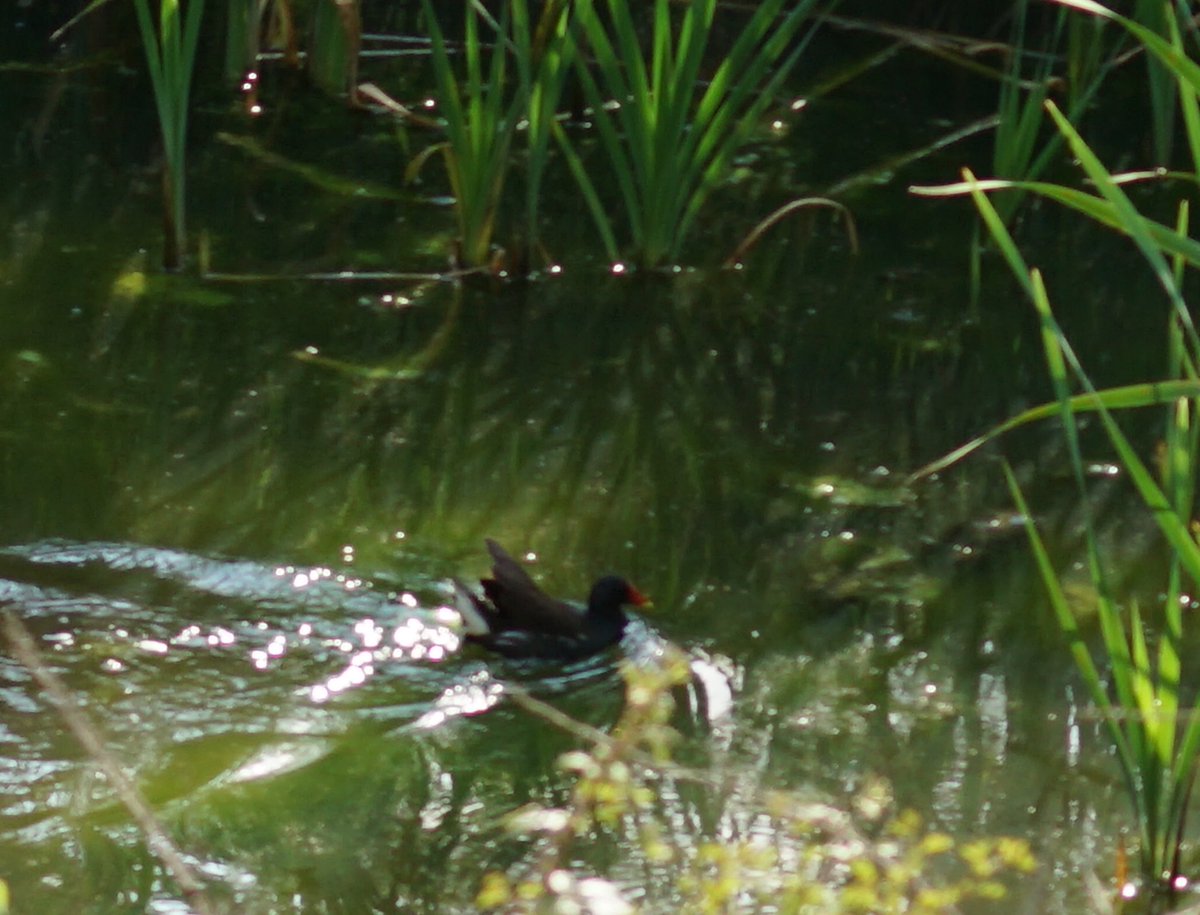 jmpicasprat's tweet photo. M’hi vaig acostant, això si, intentant no molestar gaire. avui l’he vist amb els pollets #polladaigua igual hi poso la càmera de #fototrampeig #casserres #berguedà @birdcatalunya @sales_sergi https://t.co/MKsEmMBpo2