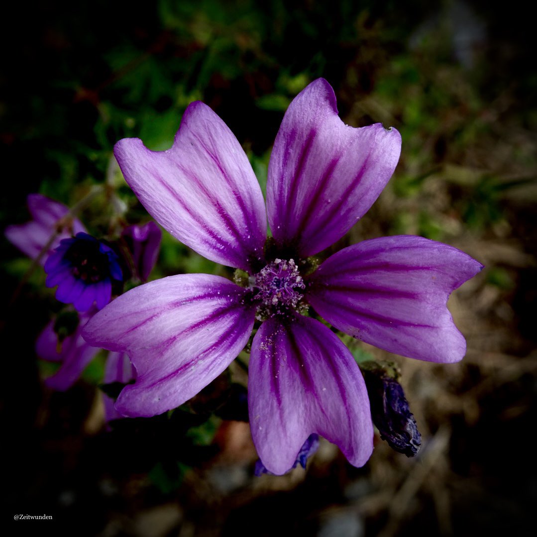 ƵϢ (@zeitwunden) on Twitter photo 