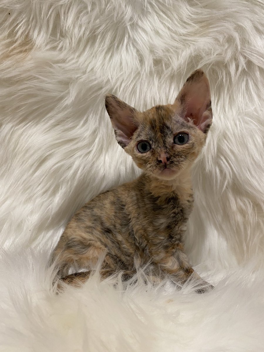 ExoticDevonRex's tweet image. This little stunning female might be available… inquire within… #devonrex #devonrexkittens #kitten#devoncats