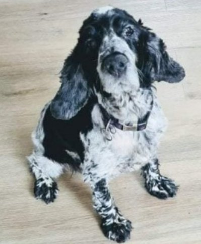 bs2510's tweet photo. ALFA #SpanielHour
Missing from home. She is Old, Deaf & on Medication.
Female #CockerSpaniel Spayed Blue Roan Left ear sewn up under flap. Scar on belly. Partial face paralysis Microchipped
#Missing 14 Jun 2022 #Inchantotane #Newmarket #CoCork #Ireland
https://t.co/sNj3saYbdz https://t.co/oUY8Bgojia