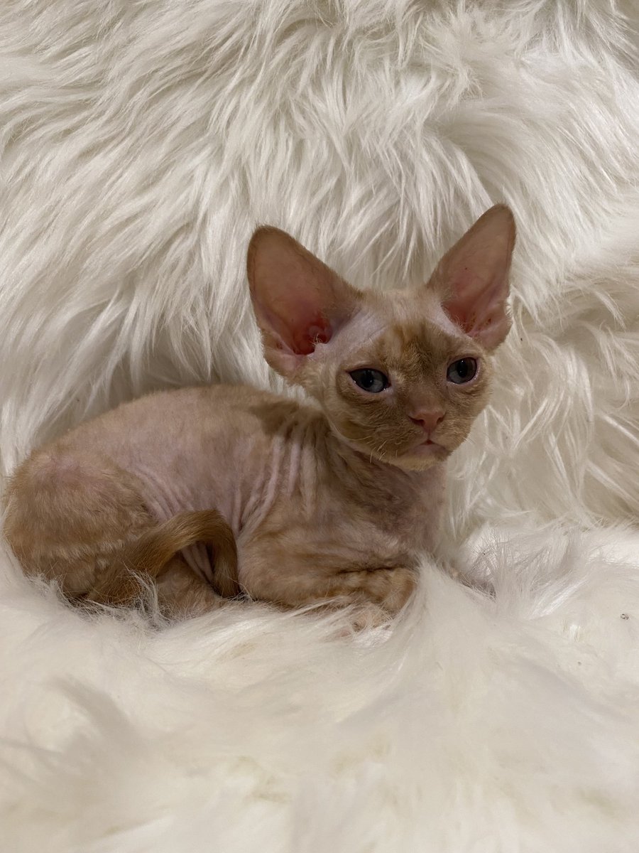ExoticDevonRex's tweet image. This little Jewel is available !!!!!!
#devonrexcats #devonkittens #kittens #devonlovers