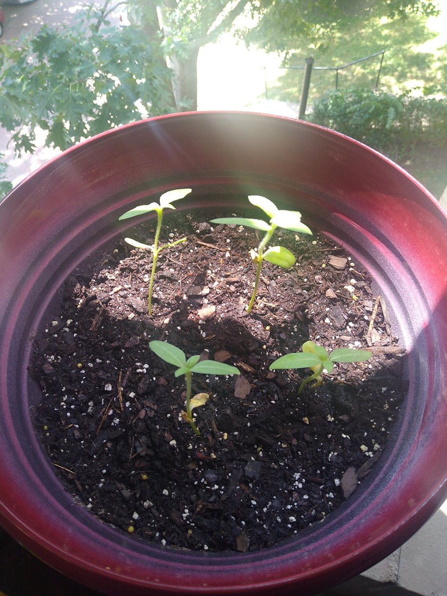 BrandonDimick1's tweet image. Cotyledons are shriveling up, but the true leaves are coming in nice on these Dwarf Sunflowers! #botany #gardening