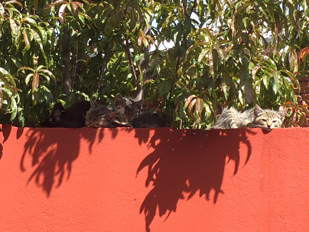 RelaxColchones's tweet photo. #Challenge
ยกA ver sobrinos! Encuentren al 4to gato #gatos #relax
#Reto #RetoVisual #CatsOfTwitter
#RelaxColchones https://t.co/5PIj0ixbSn