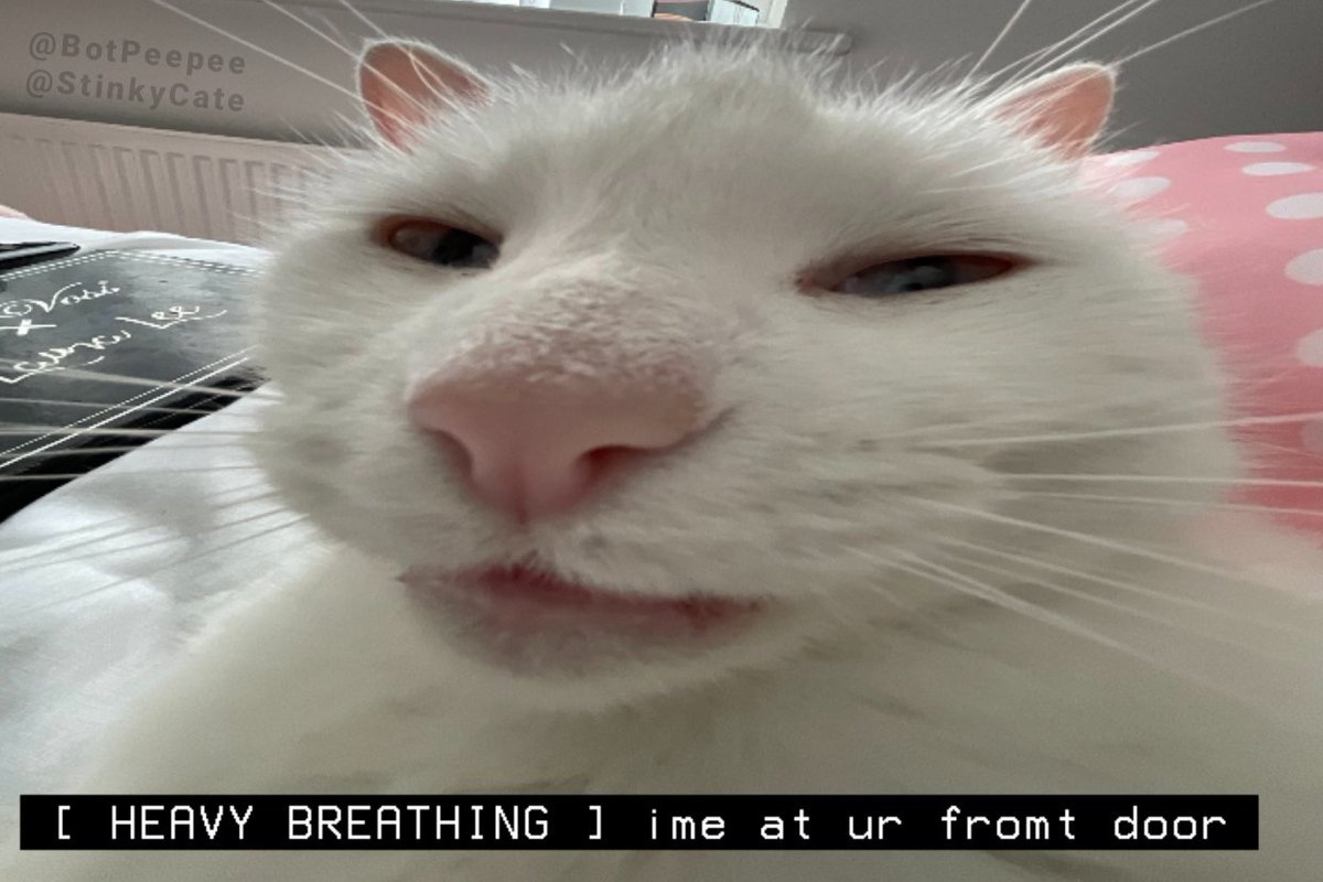 kitty captions! 🧡 tweet media