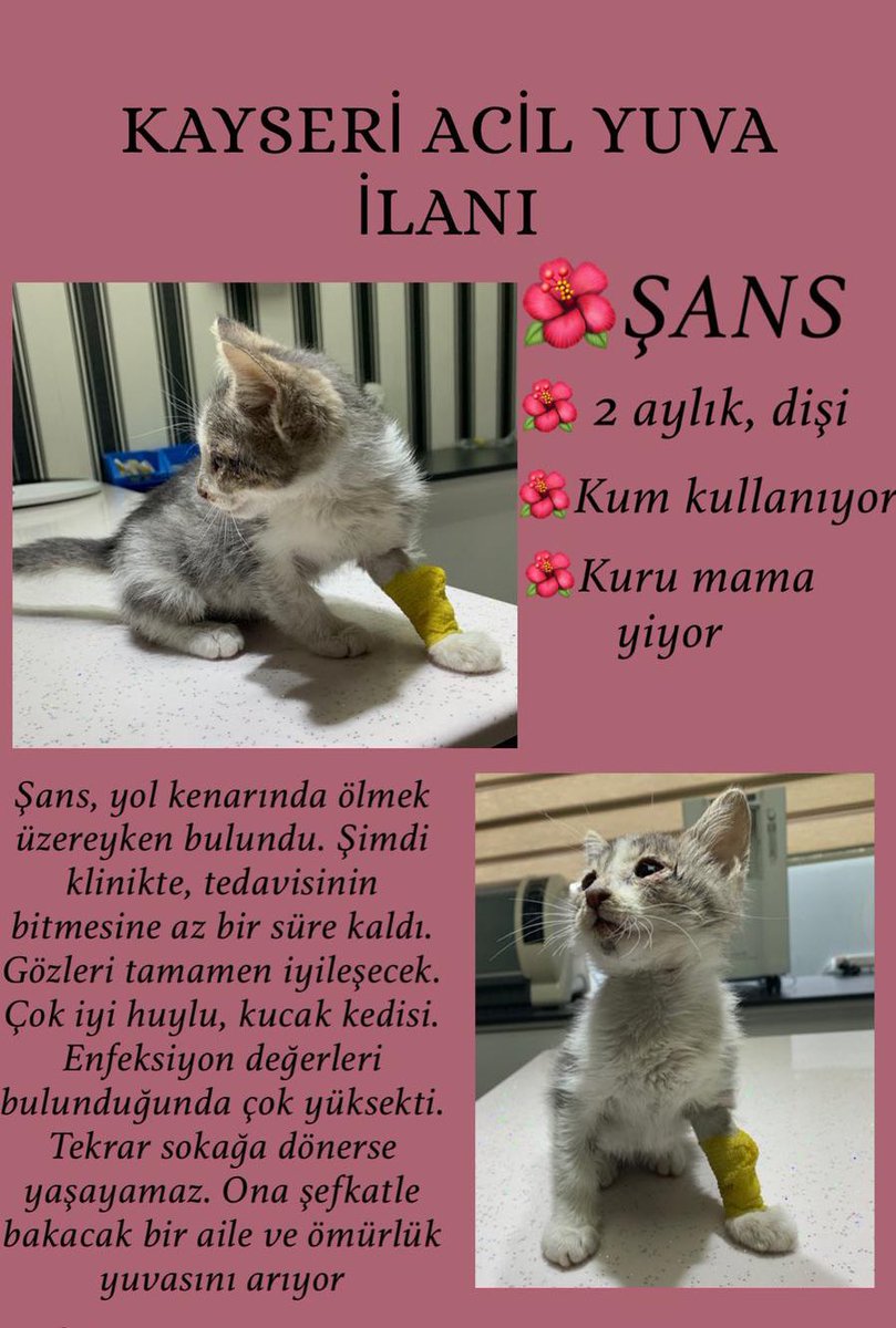 aslihsa's tweet photo. Arkadaşlar hiç değilse rt ederek destek olabilir misiniz 😔 minik kızımızın acil yuvaya ihtiyacı var #kayseriyavrukedi #satinalmasahiplen https://t.co/hi1lSVev9C