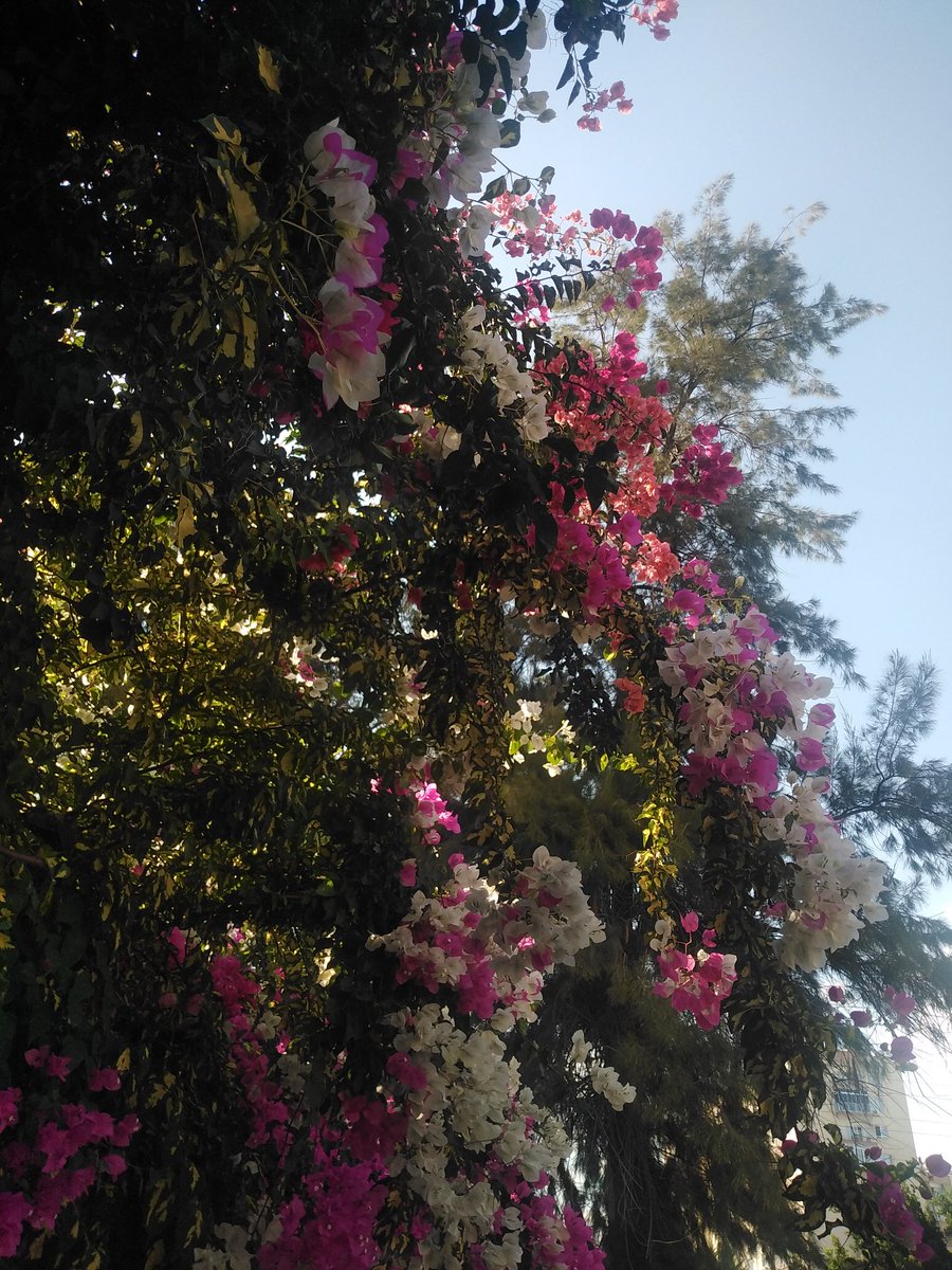 yine çiçeğe böceğe yapışmışımdır.