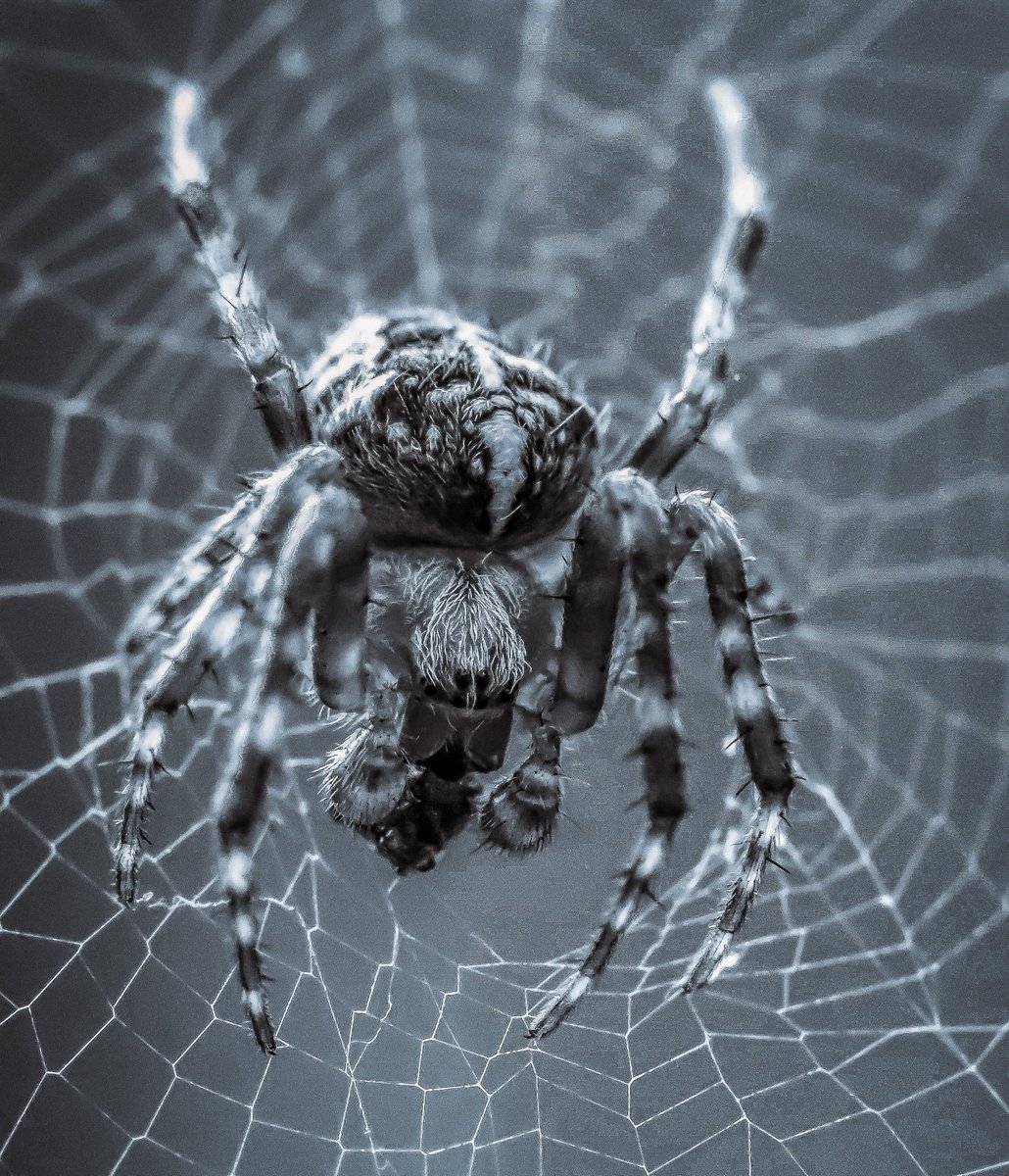 glennmartin50's tweet photo. Come on in, don't be scared. #spiders #photography #macro #macropgotography #blackandwhitemacro https://t.co/6plP3e3gIU