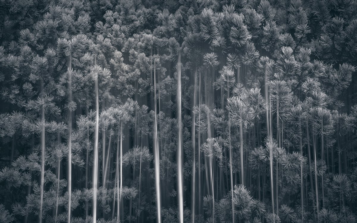 Tancho and Arashiyama | Colorado | 2022

Latest images in my photo montage (composite) series.  

The first one is titled "Tancho" which means Japanese crane due to the feather-like patterns in the image.  

The second one is "Arashiyama" after the famous bamboo grove in Japan.
