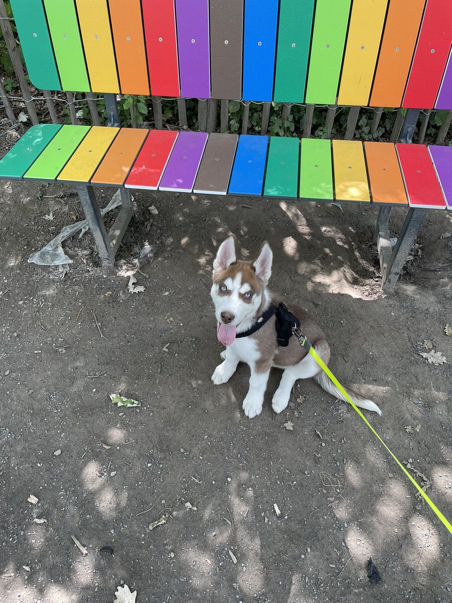 BobbyTooIs's tweet image. Gay dog lol 😂👍👍