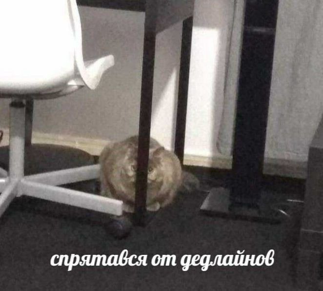 люблю котиков