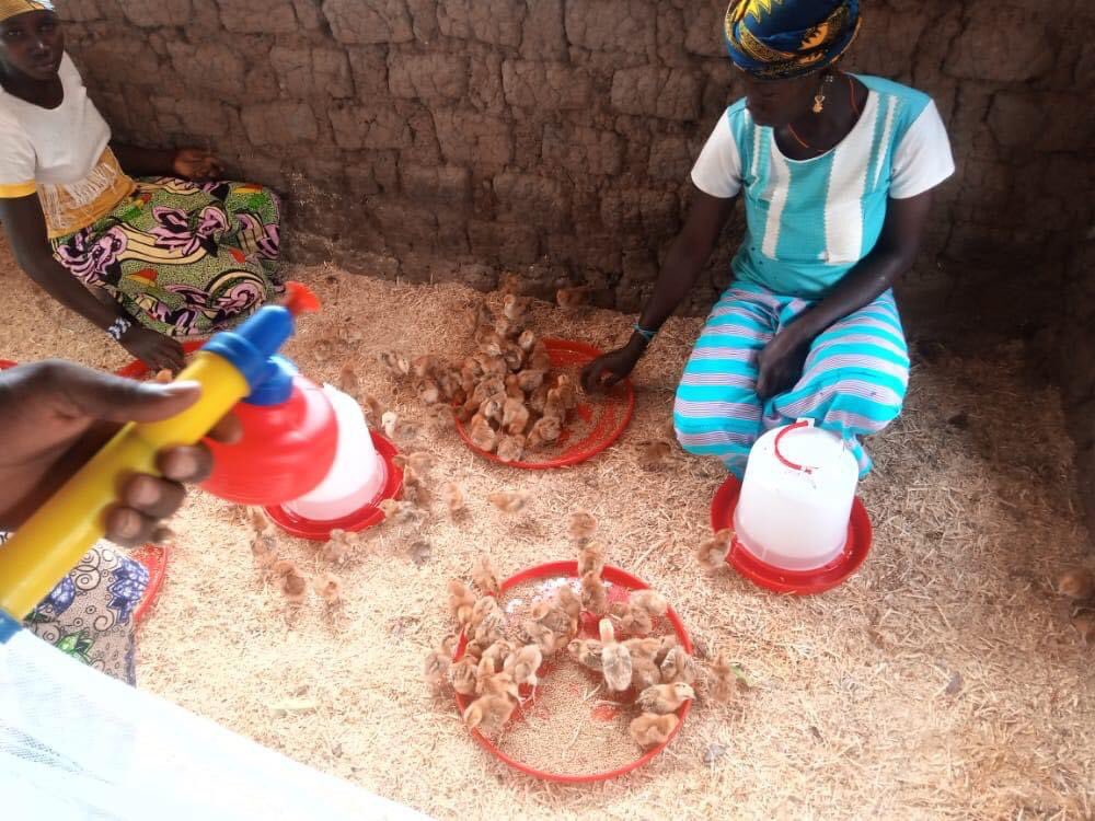 ONG_Amedd's tweet photo. Dans le cadre du projet "Autonomisation des femmes et des jeunes agriculteurs vulnérables dans les régions d #Segou et d #Sikasso", l'#ONG_AMEDD avec #Rise_Against_Hunger ont doté les coopératives des villages de #Koumbri et #Nianasso d kits d'aviculture et d Poussins Wassashe3/4 https://t.co/0U4Po7nSwu