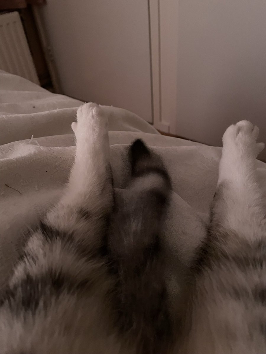 Mandyve's tweet photo. @Morphthecat1 Gestrekt op vrouwtjes bed! https://t.co/hodvXdIKjD