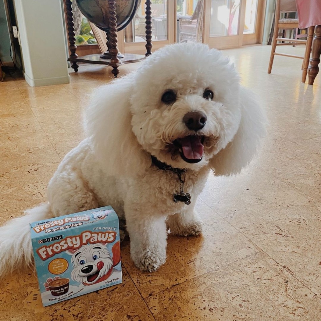 Brando's first Frosty Paws experience gets two paws up ❄️ ❄️ #WoofWednesday

📸: brandocali (on Instagram)