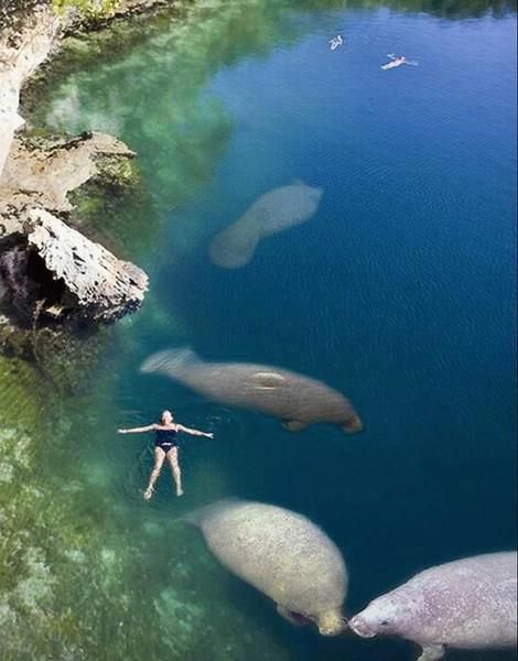 Everything Manatee (@everymanatee) on Twitter photo 2022-06-29 19:00:38 #DidYouKnow that #manatees eat ten percent of their body weight in plant mass every day? #EverythingManatee #manatee #florida #manatees #savethemanatee #ocean #shop #marineconservation #donate #DidYouKnow that #manatees eat ten percent of their body weight in plant mass every day? #EverythingManatee #manatee #florida #manatees #savethemanatee #ocean #shop #marineconservation #donate