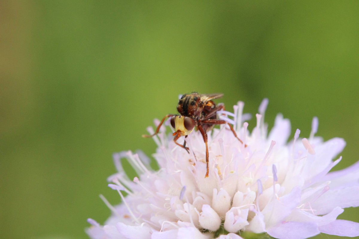 WildflowerUrban's tweet photo. Some close ups from yesterday's trip to Lullingstone Country Park . Including Knapweed, Field Scabious, &amp; Pyramidal Orchid, with a few invertebrates thrown in for wonderful time 
#knapweed #fieldscabious #pyramidalorchid #thickleggedbeetle #conopida #bluedamselfly #lullingstone https://t.co/rGMdWZVbfe