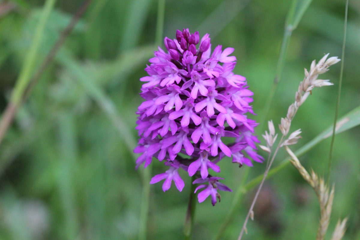 WildflowerUrban's tweet photo. Some close ups from yesterday's trip to Lullingstone Country Park . Including Knapweed, Field Scabious, &amp; Pyramidal Orchid, with a few invertebrates thrown in for wonderful time 
#knapweed #fieldscabious #pyramidalorchid #thickleggedbeetle #conopida #bluedamselfly #lullingstone https://t.co/rGMdWZVbfe