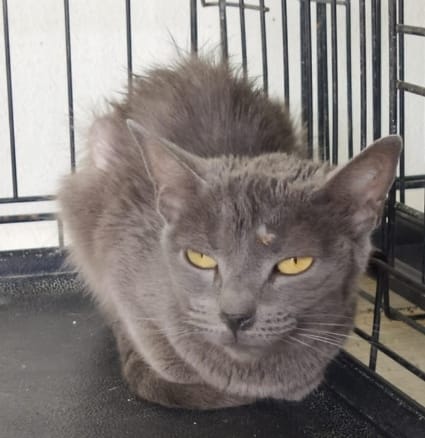 Lleva más de 15 días en la  perrera, va morir de tristeza si no lo mata algún virus 😢
Nadie pregunta por él, ha dejado de comer el pienso inmundo de la perrera, está muy deprimido, parece saber que su vida no le importa a nadie 😢 💔
En la perrera de Sevilla 600873535