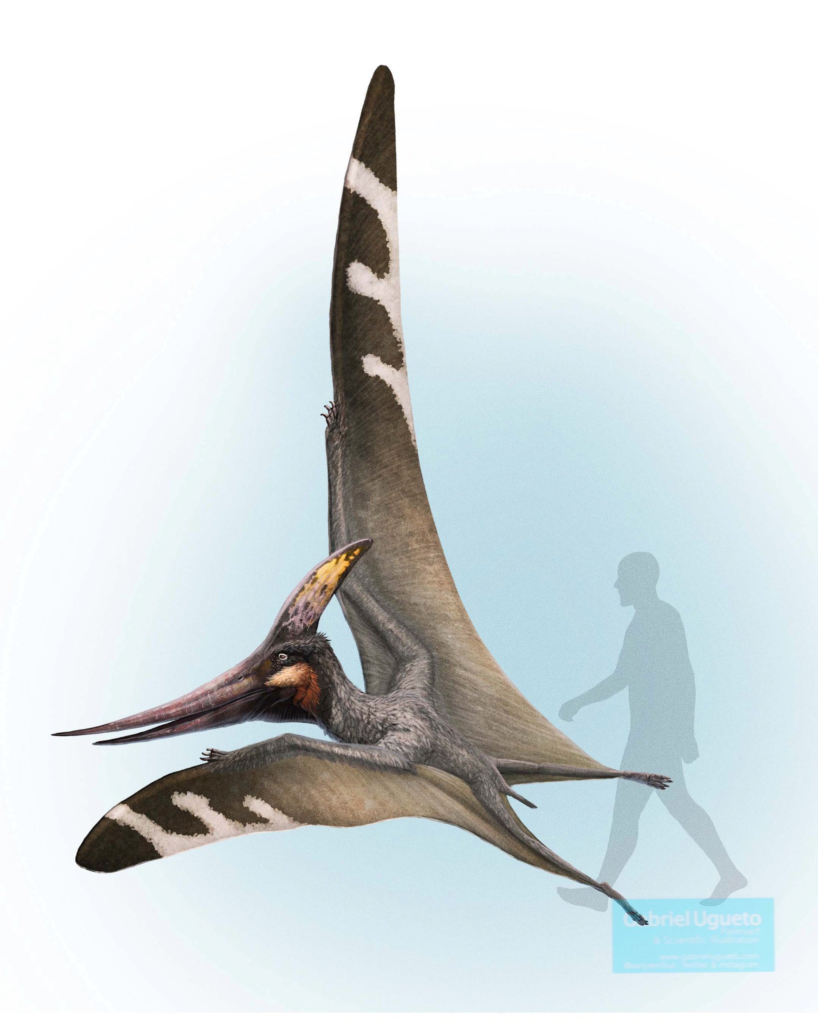 Gabriel N. U. on X: Pteranodon sternbergi. A huge #pterosaur. The largest  pteranodontid  #paleoart #sciart   / X