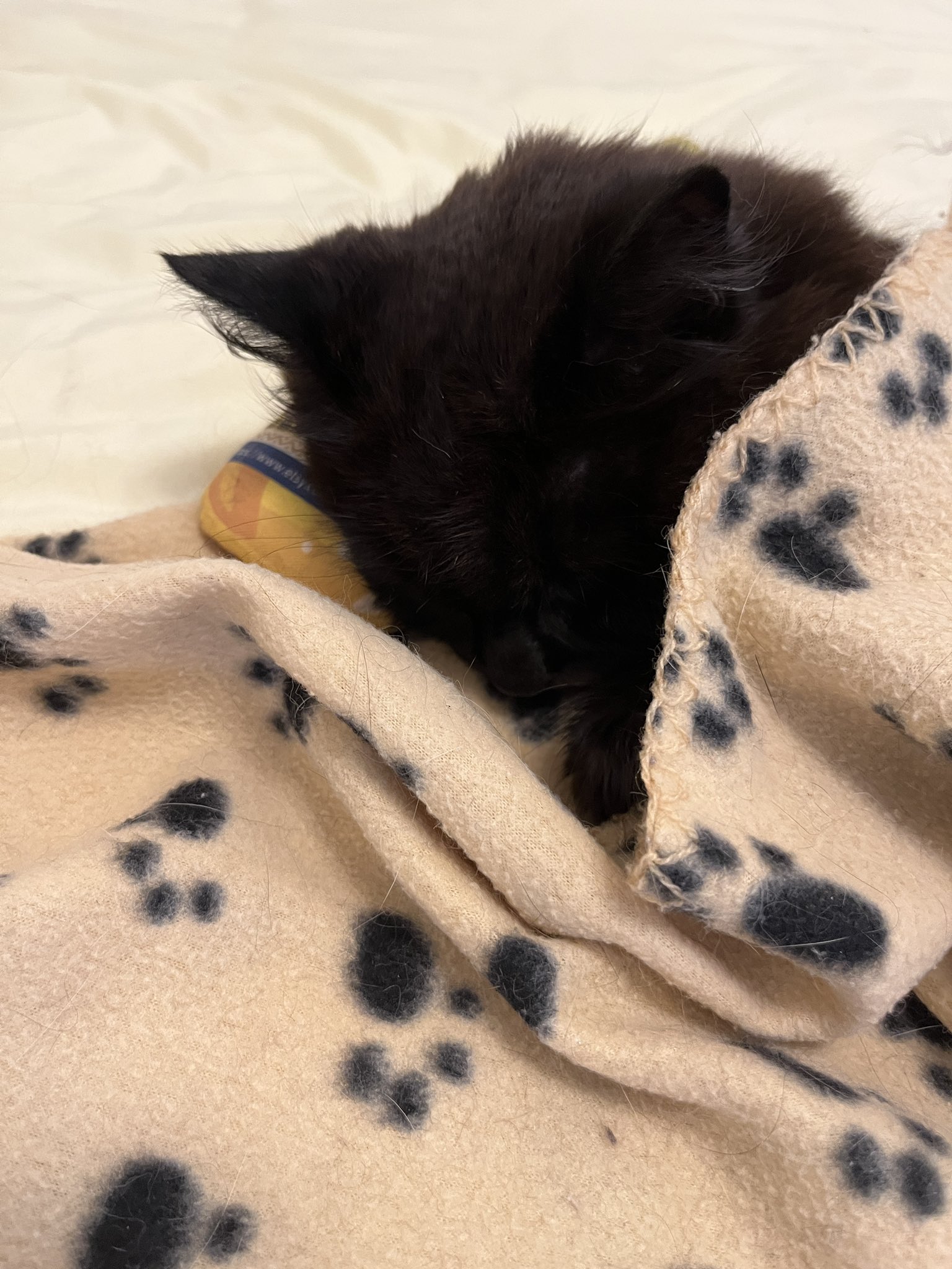 Follow しんコロ しゃべるねこ しおちゃん S Theoshio Latest Tweets Twitter