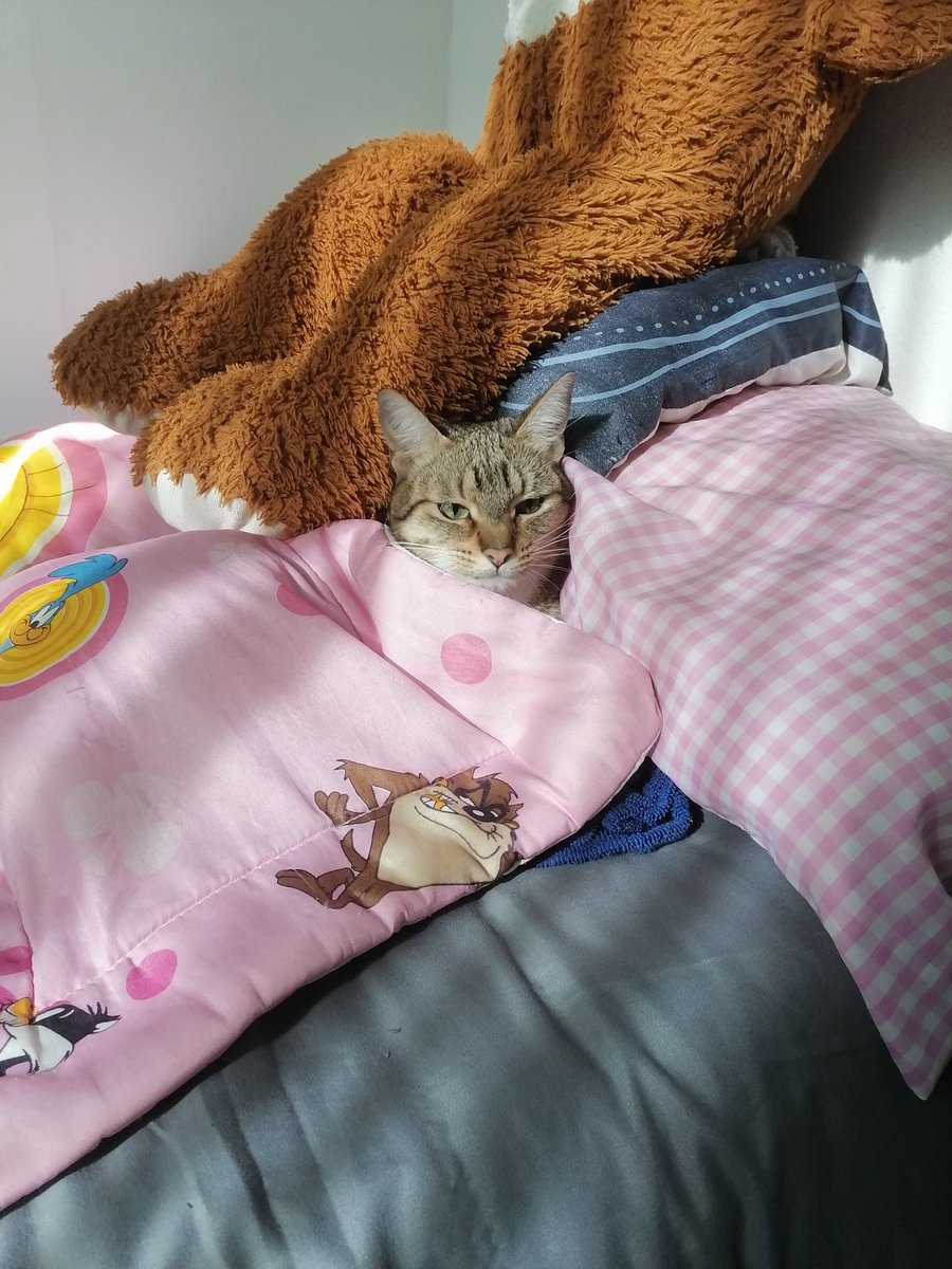 iris_kitchener's tweet photo. @NetflixLAT Un gato https://t.co/4LMI6Avn74