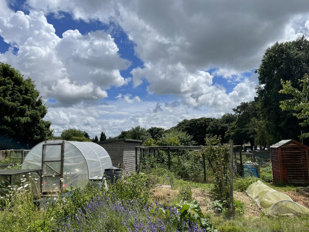 Little walks around allotments are my favourite 😍