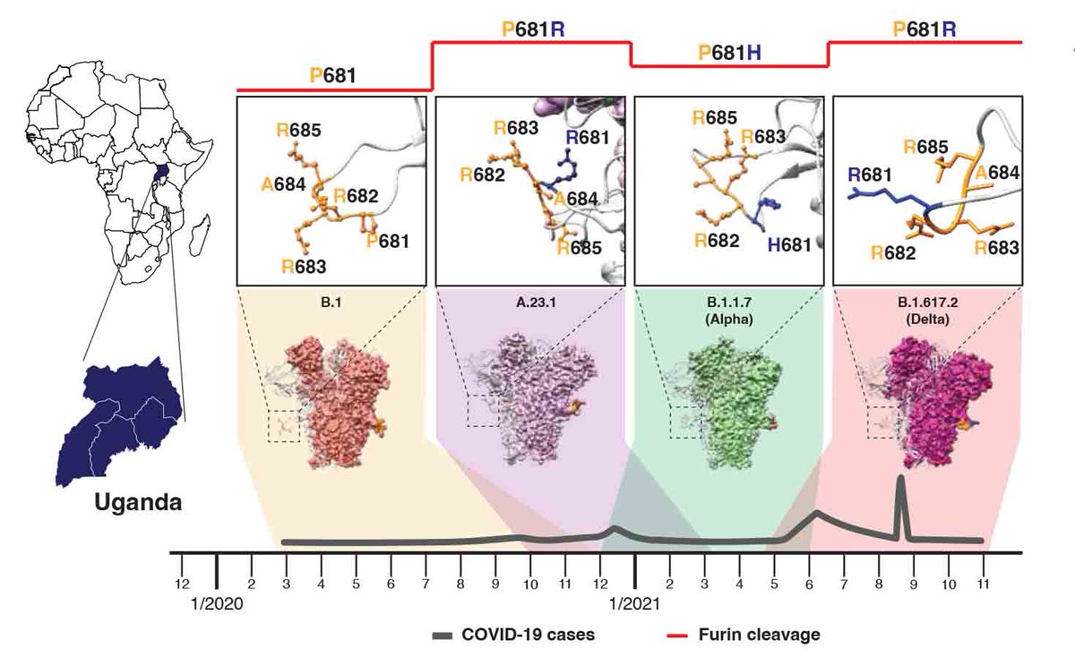 After a long wait between preprint and publication our paper on spike P681R is out. P681R appeared in Uganda with #SARSCoV2 A.23.1, months ahead of #DeltaVariant. Thanks to @ASMpress_ for the ms transfer and being sensible with the peer review. journals.asm.org/doi/10.1128/sp…