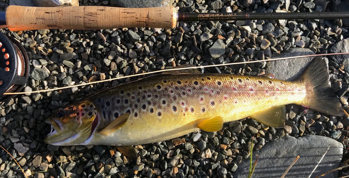 Stunning scenery, Black throated divers, Greenshank, Lesser Butterfly Orchids (I think) and two wild Brown Trout taken on a dry fly (returned alive), then a mad dash off the hill to escape the midges 😬 #WesterRoss  #Highlandlife