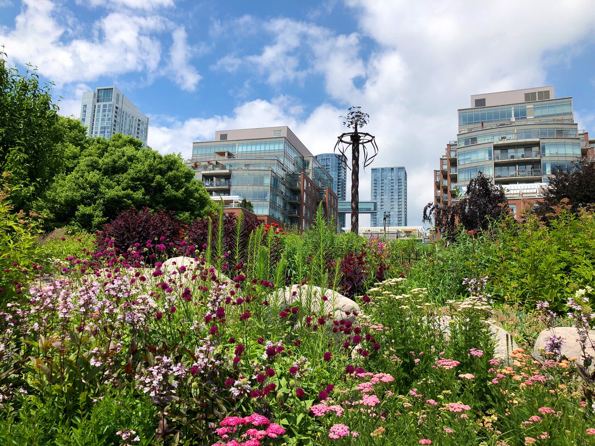 Roadrunnerz_28's tweet image. Toronto Music Garden #viewsfromthe6