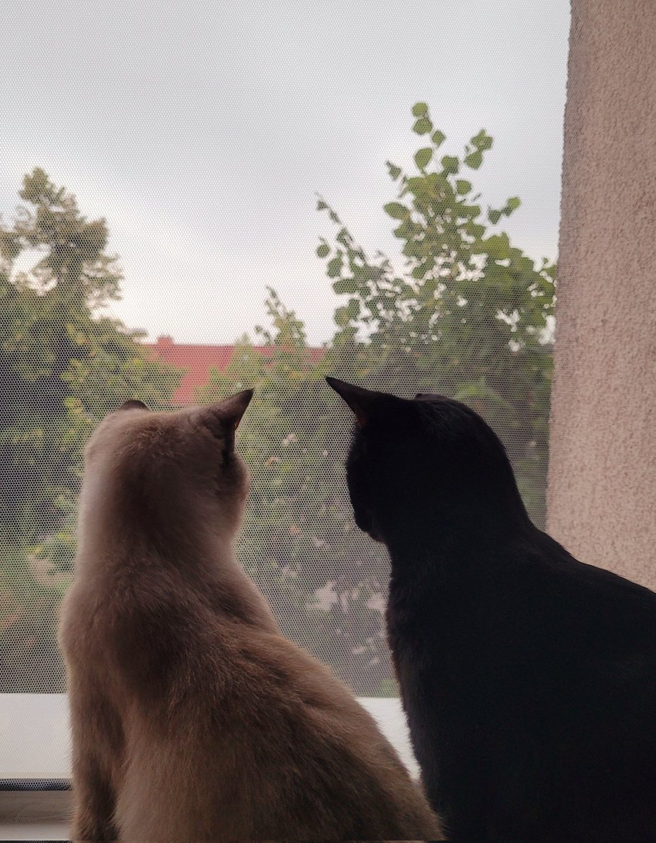 partof_minority's tweet photo. 🐱💜 https://t.co/og28mcICBo