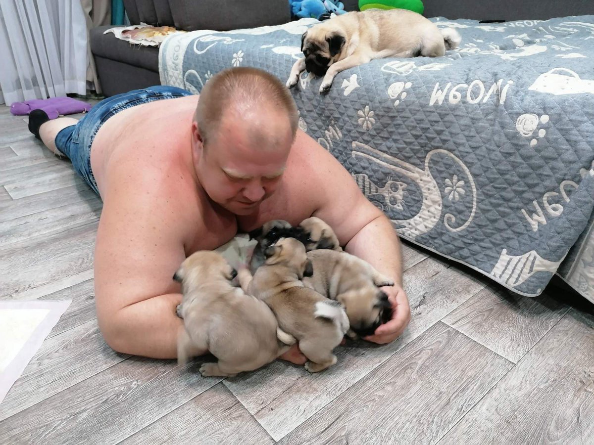 Мохнатые атакуют