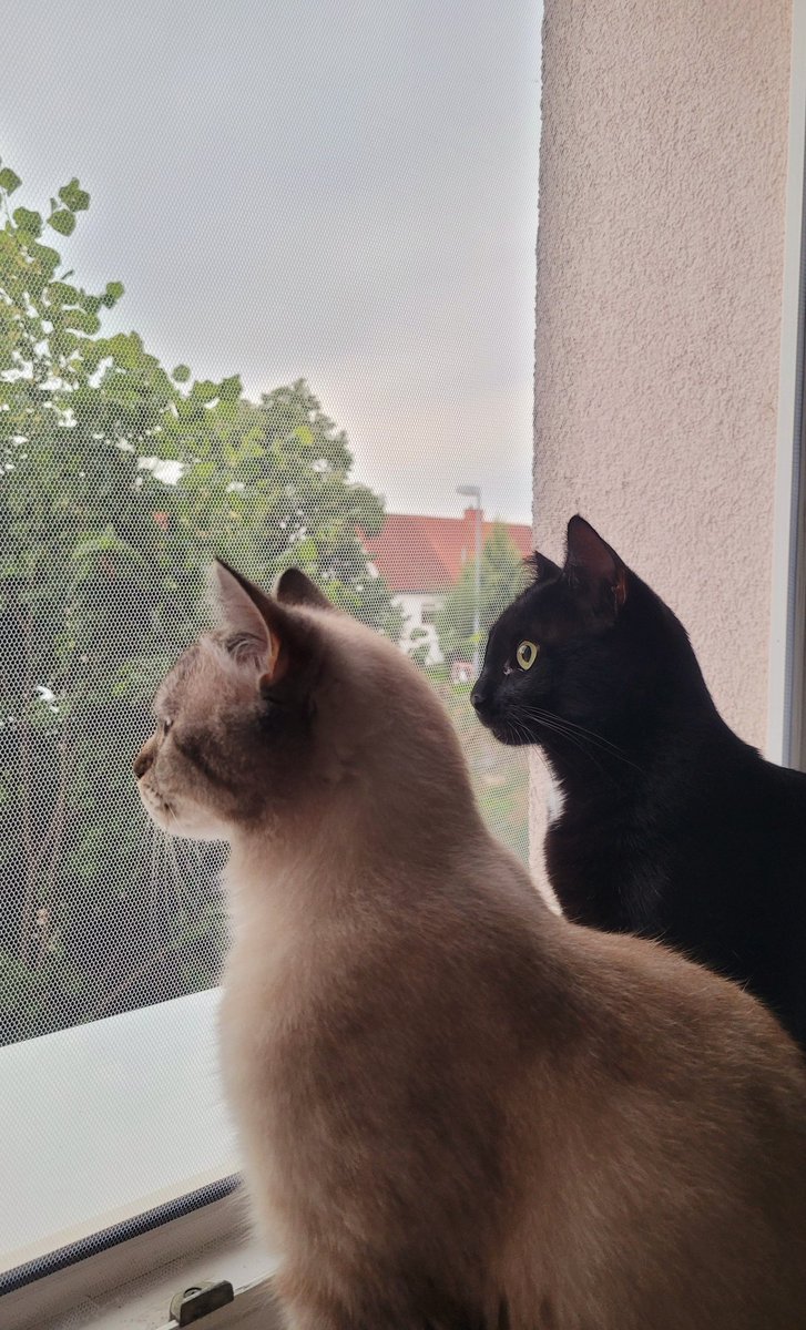 partof_minority's tweet photo. 🐱💜 https://t.co/og28mcICBo