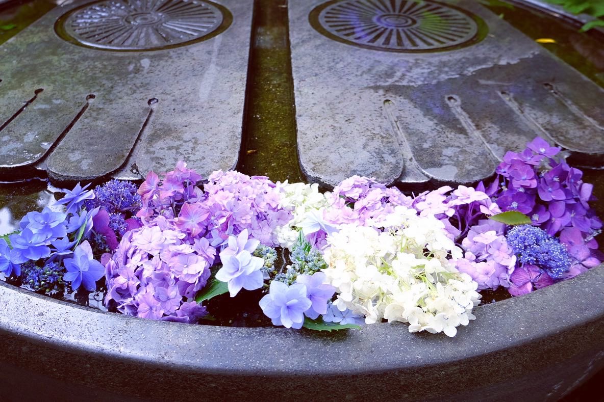 mmmask__'s tweet photo. #鎌倉
#長谷寺
#紫陽花
#梅雨 https://t.co/cPICfaBOOR
