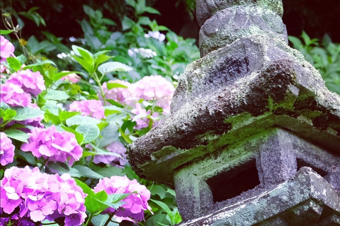 mmmask__'s tweet photo. #鎌倉
#長谷寺
#紫陽花
#梅雨 https://t.co/cPICfaBOOR