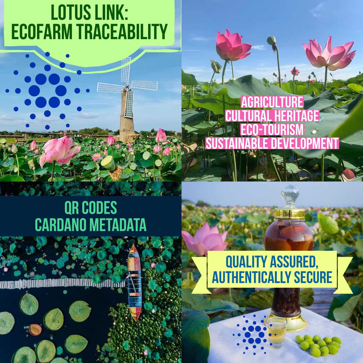 CardanoNoodz's tweet photo. LOTUS LINK, by @AlexandriaTAP seeks to provide Quality Assurance for local communities in Vietnam through #CARDANO 🪷

Check out our #CATALYST Fund 9 Draft Proposal and leave some feedback! 

🌷 https://t.co/WJFPWQSb76 https://t.co/8KsgqyfJLg