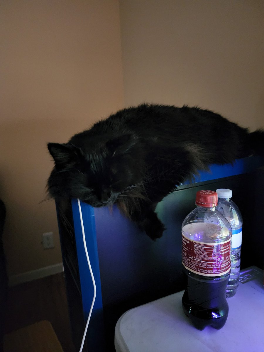 Ithilrae's tweet photo. @PearlescentMoon My black rescue cat ended up being a fluffball too https://t.co/W32PjpHnXx