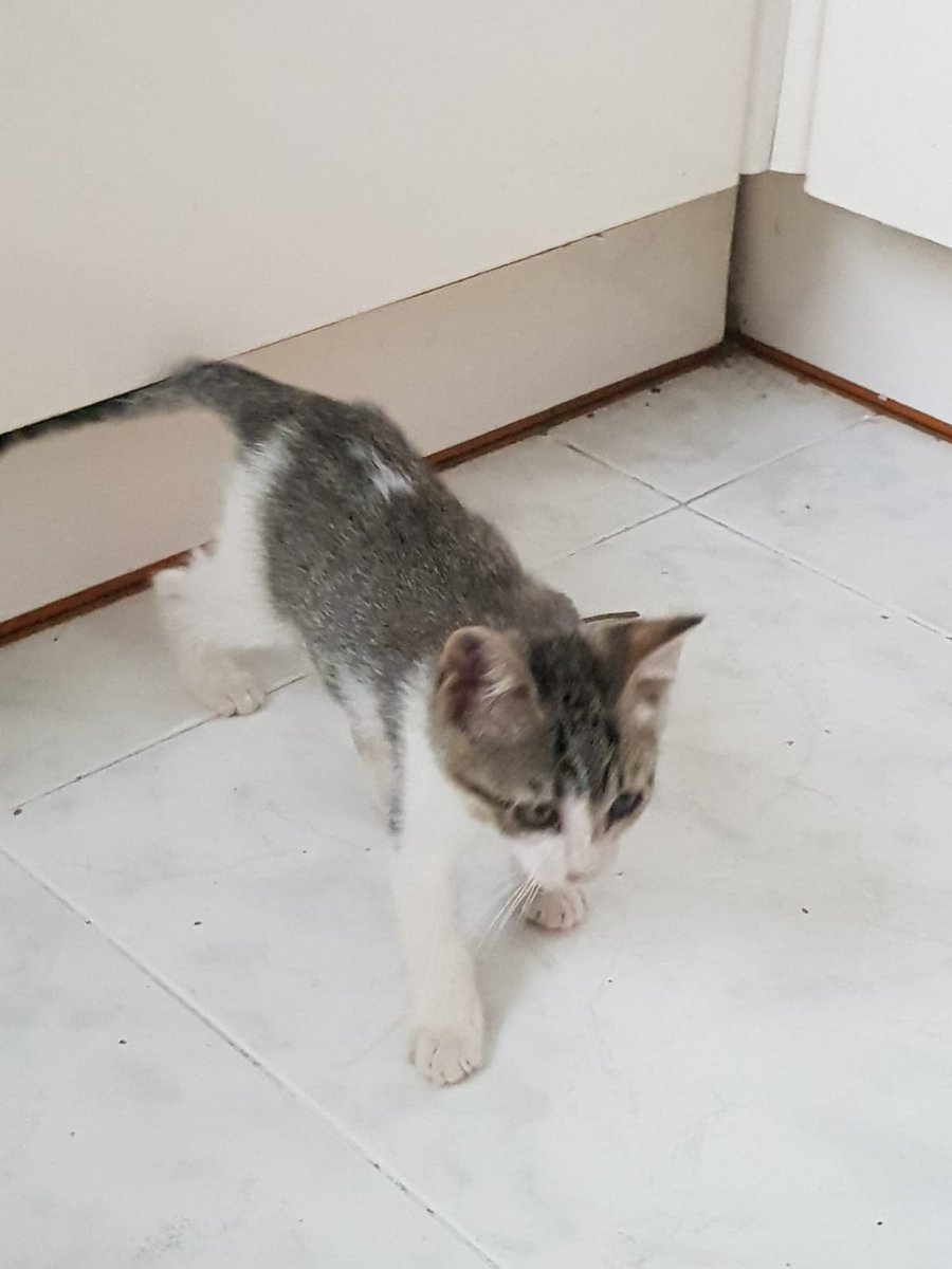 Milo, gateta de tres mesos. Molt bufona, eixerida i simpàtica. Busca una #AdopcioResponsable Contacte per DM amb mi mateixa. #XarxaBarcelonaAdopcions #XarxaCatalunyaAdopcions #FemXarxa