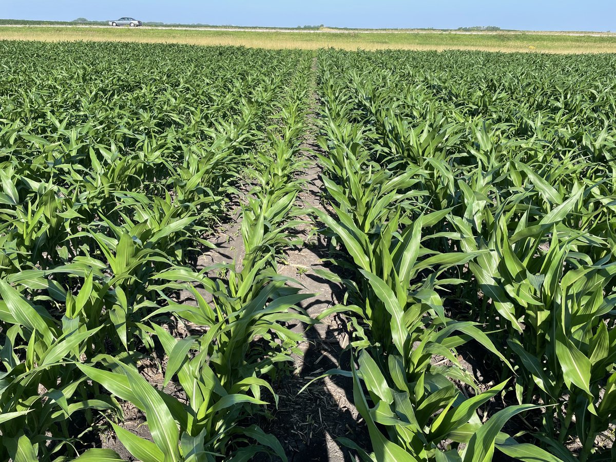 DanPoston's tweet photo. LEFT: 200 Lbs Anhydrous Fall applied with stabilizer. 

RIGHT: 160 Lbs spring applied with ⁦@pivotbio⁩ PROVEN40.

Ames, IA https://t.co/QxQR3Sl6CQ