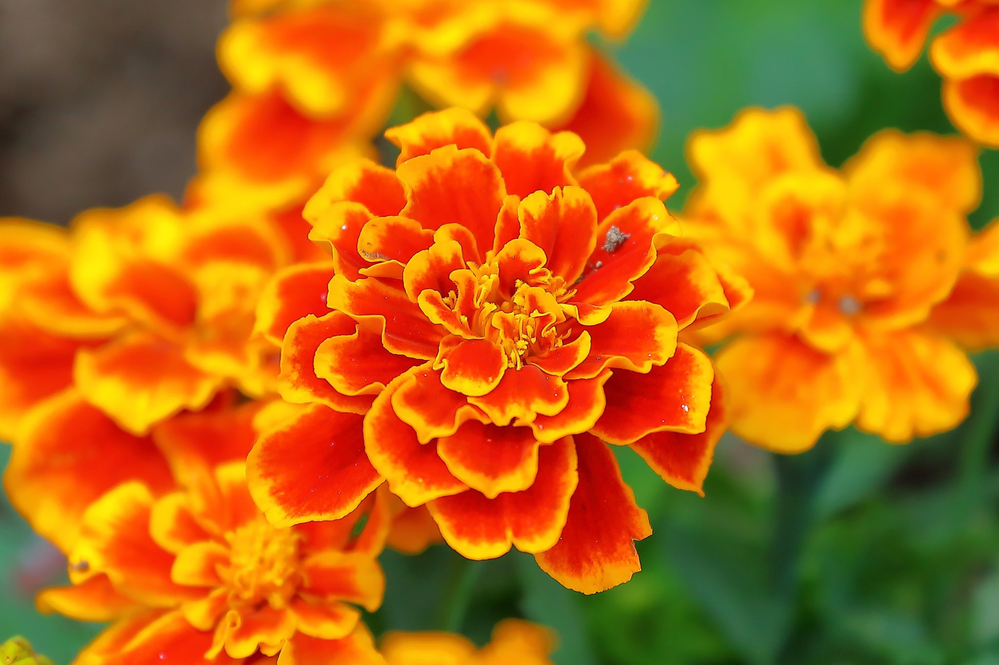 Fortune Look マリーゴールド デュランゴビー 赤色の花弁に 黄色の縁取り 鮮やかで とても綺麗 写真好きな人と繋がりたい カメラ好きな人と繋がりたい 写真撮っている人と繋がりたい T Co 50mjhz8qbd Twitter