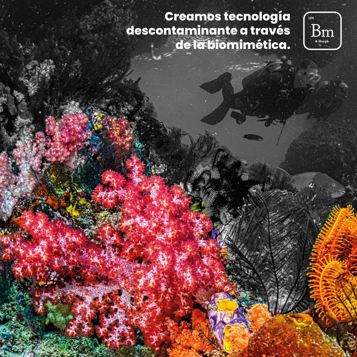 Bmorph_CL's tweet photo. LA NATURALEZA NOS INSPIRA!!! En B-MORPH trabajamos en favor del medio ambiente inspirados en la naturaleza. #nature #smarttile #nanotechnology https://t.co/LBvGGeiStn