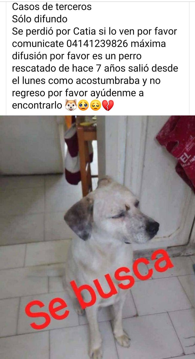 #SeBusca Catia CARACAS. Se agradece si lo ven darle resguardo y avisar al número publicado. Cuestionamos el que sigan dejando salir a los peludos sin supervisión, pero ahora lo importante es localizar al pequeño